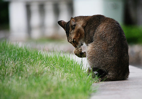 猫名字大全