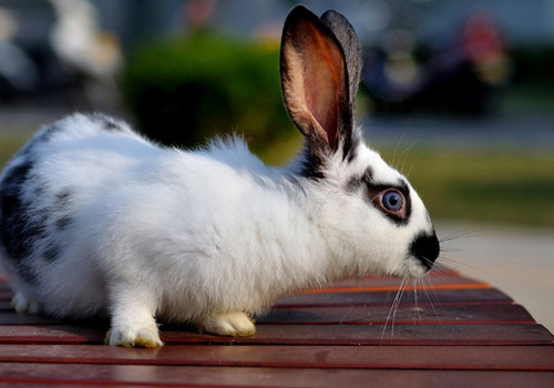 疑受日本核辐射影响 区内出现无耳兔