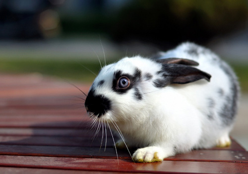 中暑是兔兔夏天常见病之一