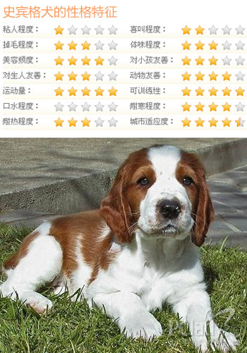 史宾格犬小档案