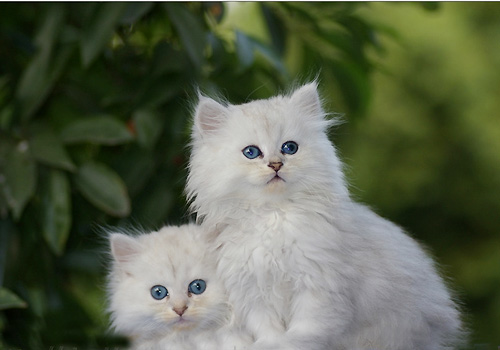 兽医警告:百合花使猫丧命【图】_猫猫健康_宠物_太平洋女性网