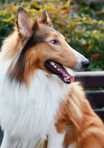 五步培养乖狗狗 小爱犬人见人爱