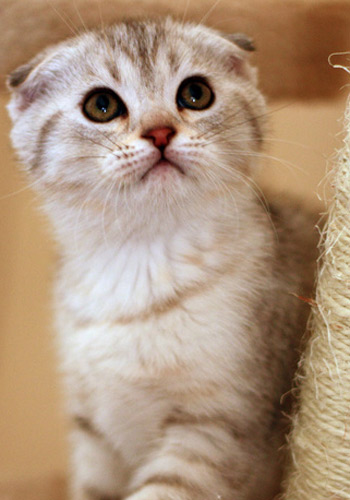 最萌的猫_中国最萌猫咪蹿红 融化人心的喵星生物