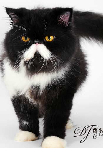 首页 热点专区 > 训练要领  [猫猫训练] 五招把猫咪训练得人见人爱