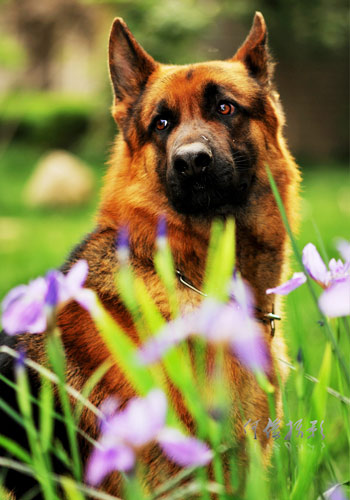 【角膜炎】角膜炎的症状及治疗,狗狗眼睛常见
