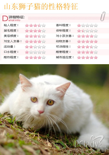 神秘的贵族 四大独特东方名猫