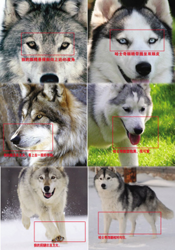【哈士奇和狼的区别】哈士奇和狼对比图解