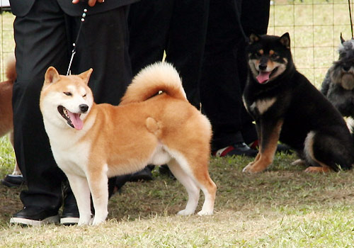 【秋田犬好养吗】 秋田犬智商 秋田犬性格大揭秘