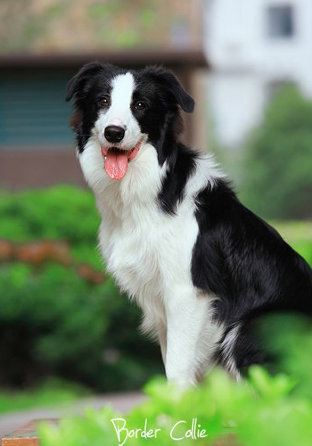 【边境牧羊犬好养吗】世界最聪名犬性格大揭秘