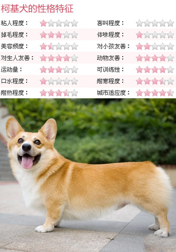 柯基犬