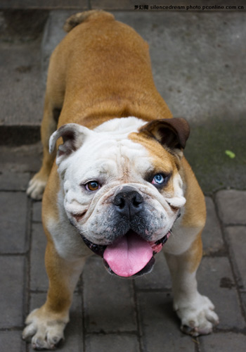 训练狗狗不害怕坐车的方法