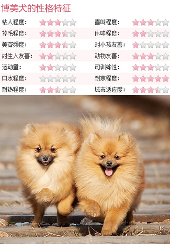 二,博美犬   【简介】   说到小型玩赏犬,总会令人联想到博美犬.