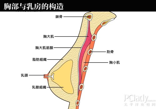 胸部与乳房的发育和解剖构造