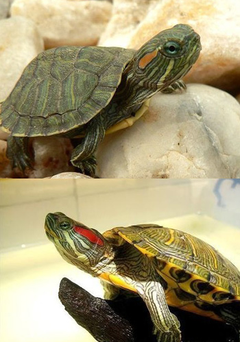 【巴西龟图片】巴西龟的特点及巴西龟的习性