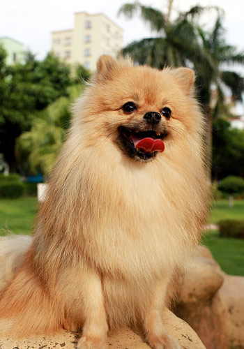 犬瘟热初期怎么治疗