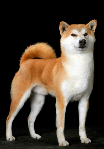 【美系秋田犬】美系秋田犬基本资料