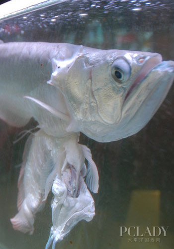 【银龙鱼吃什么】受惊会引致银龙鱼不吃食