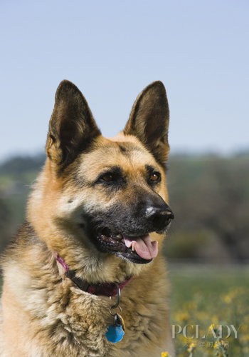 机勇小战警 德国牧羊犬选购指南