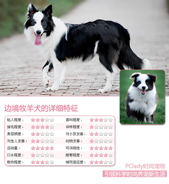 边境牧羊犬