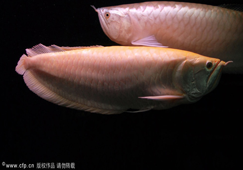 【金龙鱼图片】白金龙鱼、高背金龙鱼、点金