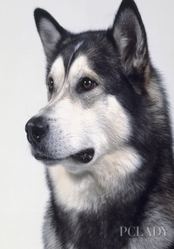 而维持阿拉斯加雪橇犬生命成长的主要动力就是食物,食物中的各种营养