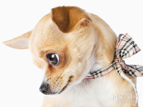 【角膜炎】角膜炎的症状及治疗,狗狗眼睛常见