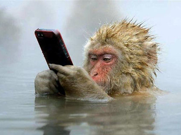 日本猴子边泡温泉边玩手机 猴子都懂得享受