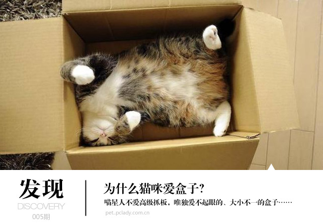 为什么猫咪爱盒子?