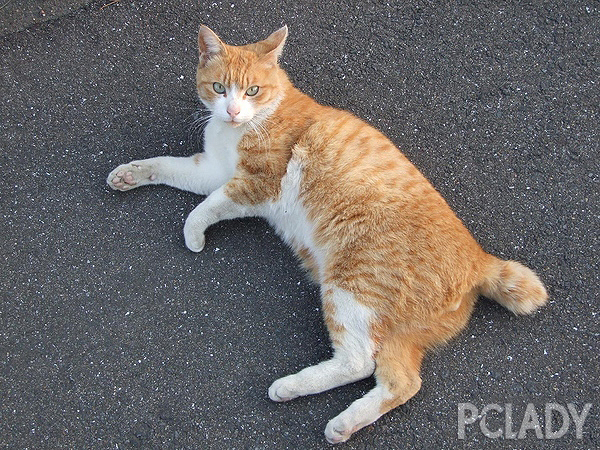 猫的报恩 田代岛猫咪真实上演