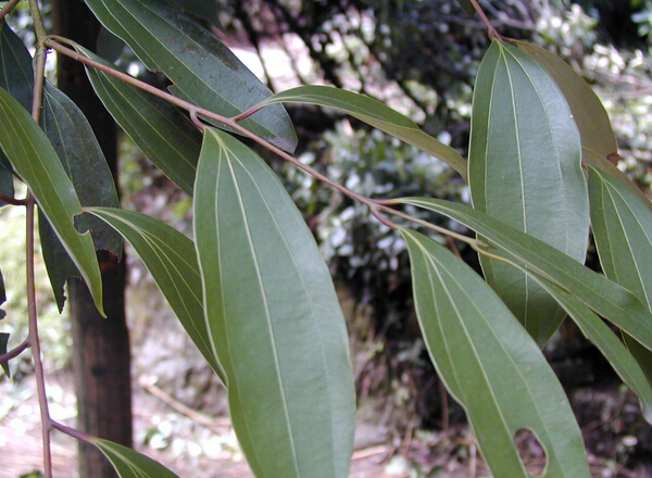 【桂枝】桂枝茯苓胶囊,桂枝的功效与作用,桂枝