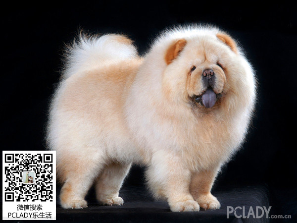 松狮犬的体型及雌雄犬区别