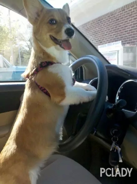 当柯基犬学开车的时候,我已经先笑喷了!