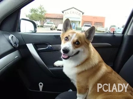 当柯基犬学开车的时候,我已经先笑喷了!