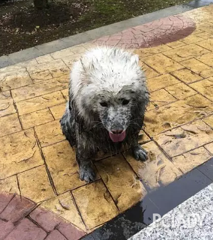 下雨天出门遛狗,之后.