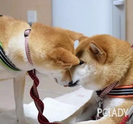 2只柴犬秀恩爱的方式,看着有点疼!