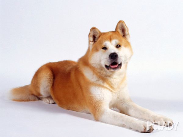 【宠物犬】宠物犬排名_宠物犬智商排名_太平
