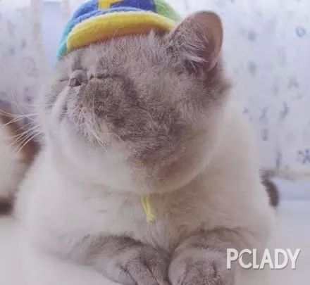 一只永远睡不醒的猫咪,太可爱了!