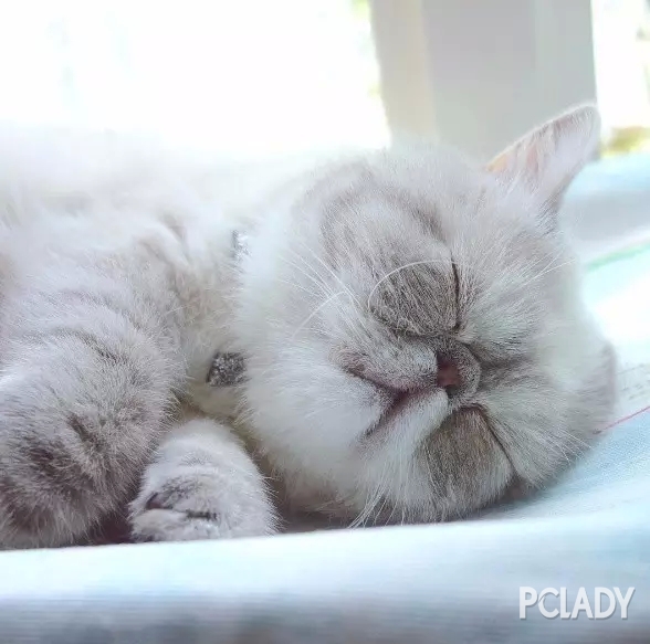 一只永远睡不醒的猫咪,太可爱了!