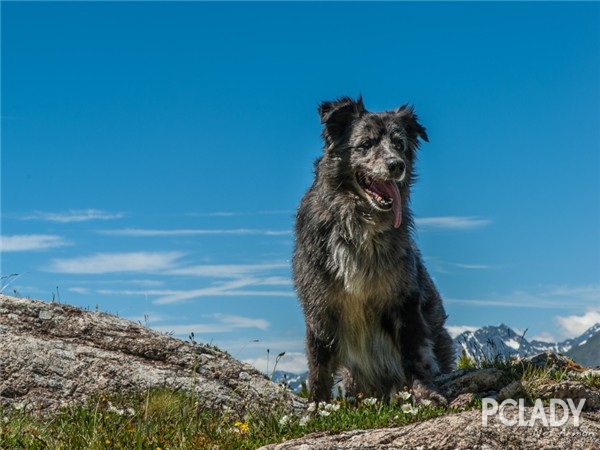 大瑞士山地犬感冒怎麼办