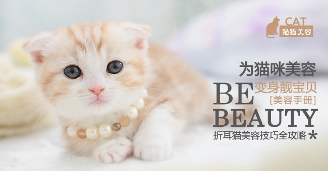 宠物美容与保健教案—宠物猫的保健与美容