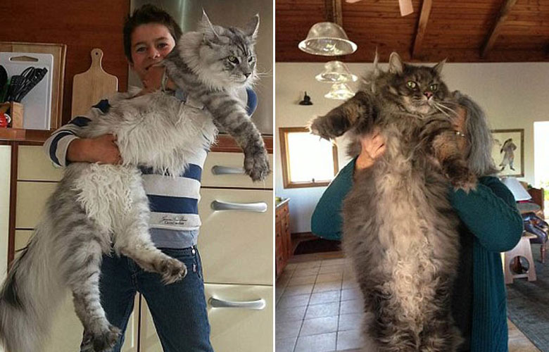 网友争相晒巨猫 养只大猫是种什么体验?