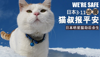 猫叔图片