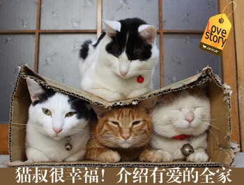 【猫叔】日本猫叔是谁?猫叔全解密!最全猫叔壁