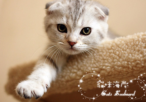 消暑良方！宠物猫咪应对酷夏的方法