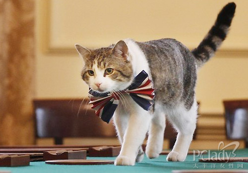 威廉王子大婚 英国第一御猫戴国旗领结表庆祝