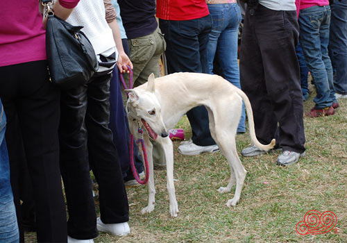 惠比特澳洲牧牛犬波士頓梗愛爾蘭梗臘腸犬靈緹馬爾濟斯犬拳師犬沙皮犬