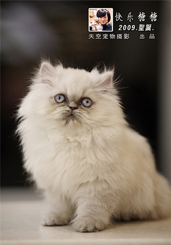 【喜马拉雅猫价格】_喜马拉雅猫全国各地价钱调查
