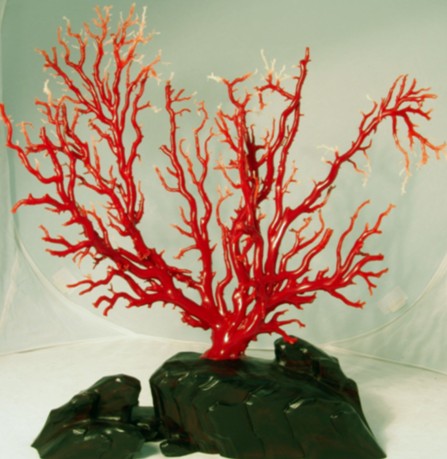 血珊瑚作品图片