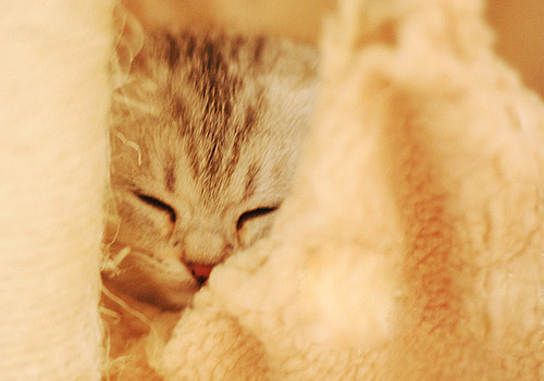 懒猫猫就是爱睡觉!猫咪睡觉五件小事介绍