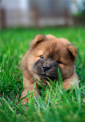 狗进化_太平洋女性网